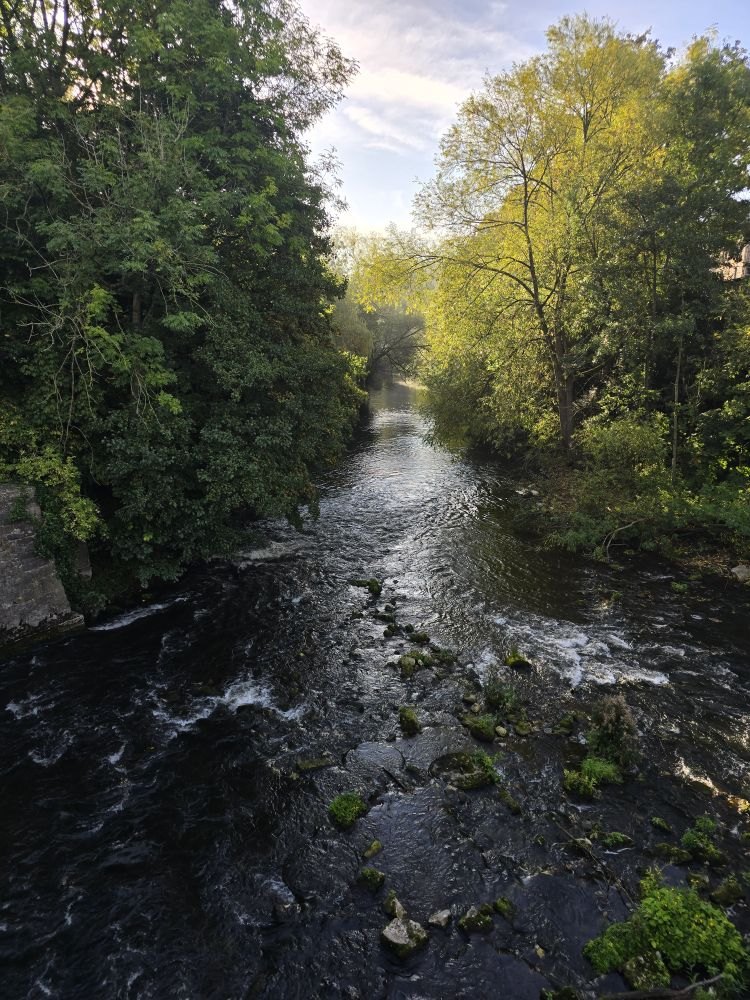 A river running between green trees in early morning light